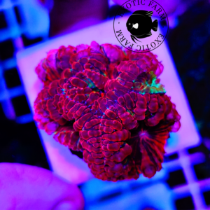 Blastomussa wellsi ruby gleam - taglia media (da collezione)