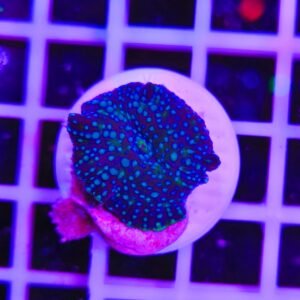 Discosoma cosmic drift