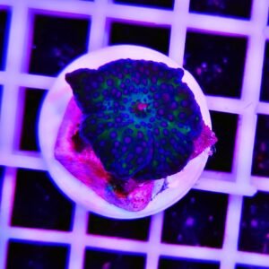Discosoma soft blue dots