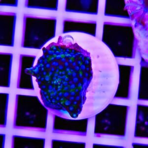 Discosoma glowspike