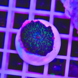 Discosoma emerald speckle