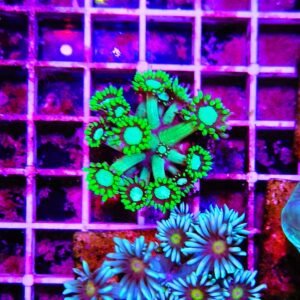 Goniopora "Green Toxic Ultra"