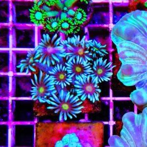 Goniopora sky blue - medium