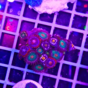 Zoanthus combo: fire and ice, gorilla nipples, daisy - medium, GRADO A  WYSIWYG