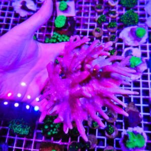 Lobophytum pink - taglia XL