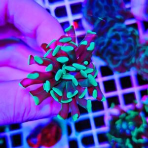 Euphyllia parancora "soft neon"
