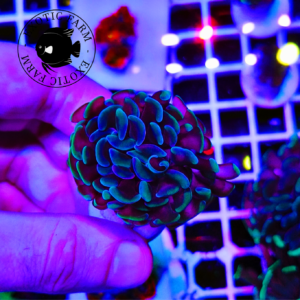 Euphyllia parancora "steel forest"