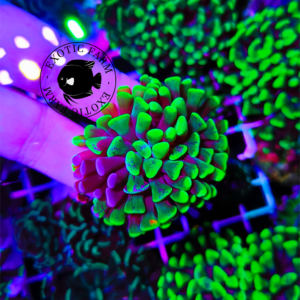 Euphyllia parancora "hyper glow - rare split" WYSIWYG