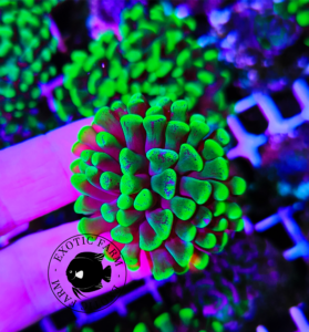 Euphyllia parancora "hyper glow"