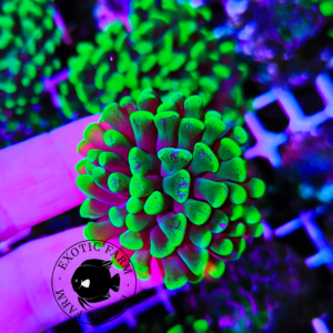 Euphyllia parancora "hyper glow"