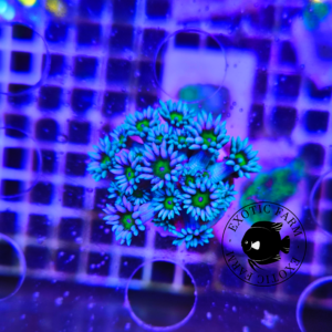Goniopora sky blue - small