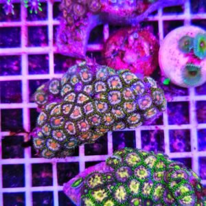 Zoanthus summer turtle - extralarge, GRADO A