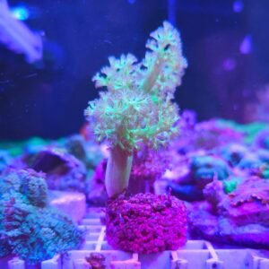 Capnella imbricata green ultra - taglia media