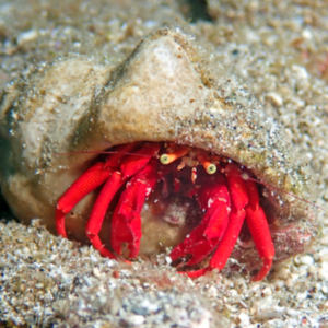 Paguristes sp.