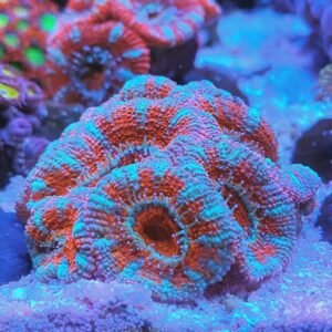 Acanthastrea lordhowensis - medium