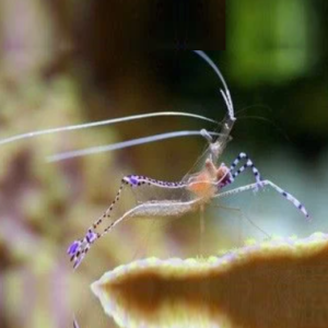 Ancylomenes pedersoni