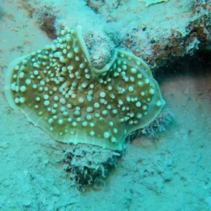 Amplexidiscus fenestrafer green red - small