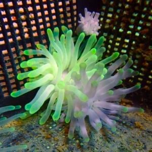 Condylactis gigantea - mix