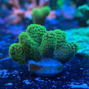 Stylophora pistillata neon green - medium