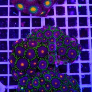 Zoanthus tropical prism - extralarge, GRADO A