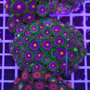 Zoanthus amethyst prism - extralarge, GRADO A