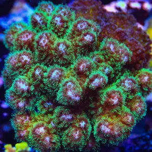 Pocillopora damicornis green