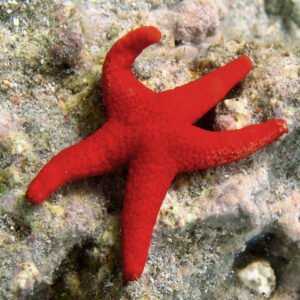 Fromia milleporella