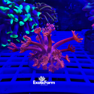 Goniopora "ultra red" - small