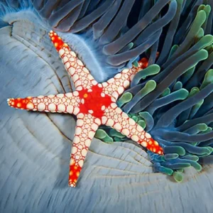 Fromia monilis