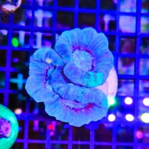 Caulastrea furcata sky blue - 3/4 calici