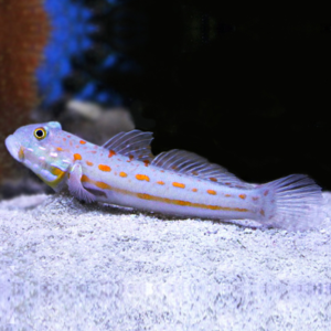 Valenciennea puellaris