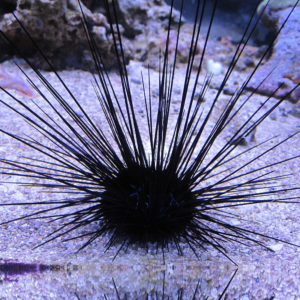 Diadema savignyi