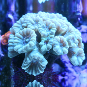 Caulastrea furcata sky blue - 1 calice