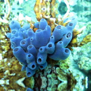 Haliclona sp. blue - Spugna marina - small