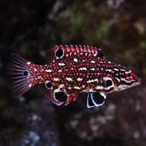 Bodianus diana - juvenile
