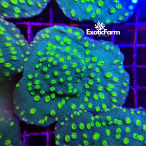 Echinopora lamellosa hollywood stunner, large