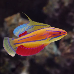 Paracheilinus carpenteri