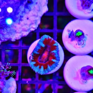 Acanthastrea lordhowensis "fire and ice"- small