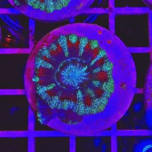 Acanthastrea lordhowensis "Sky red" - medium