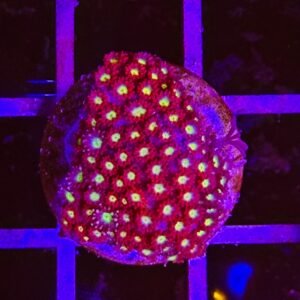 Bernardpora/goniopora Stutchburyi - ultra red - small