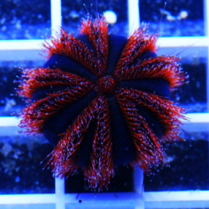 Mespilia globulus - red