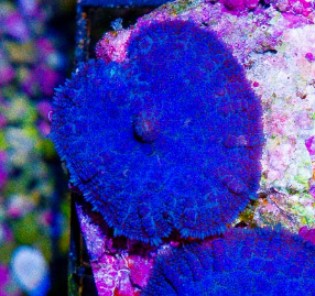 Rhodactis blue