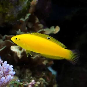 Halichoeres chrysus