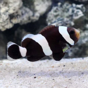 Amphiprion polymnus