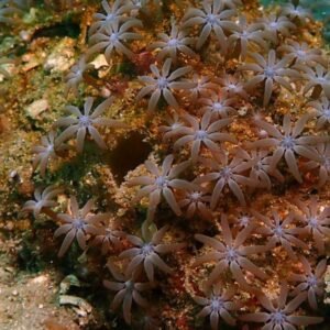 Acrossota amboinensis - small