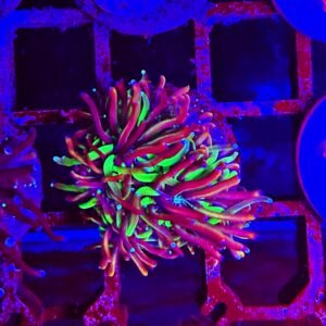 Galaxea fascicularis - green soul