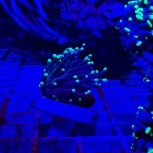 Euphyllia glabrescens "moon",  1 calice