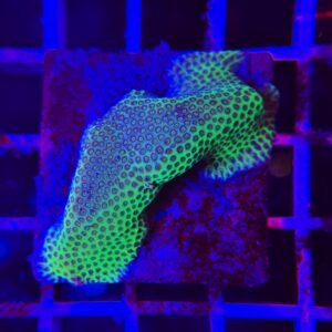 Porites “Green Eyes” - WYSIWYG - cod. 035h2