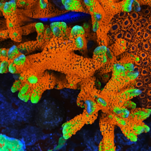 Montipora "Bubblegum"
