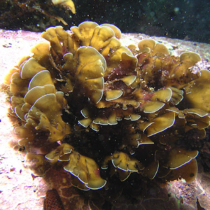 Starter - Lobophora variegata - RARITÀ